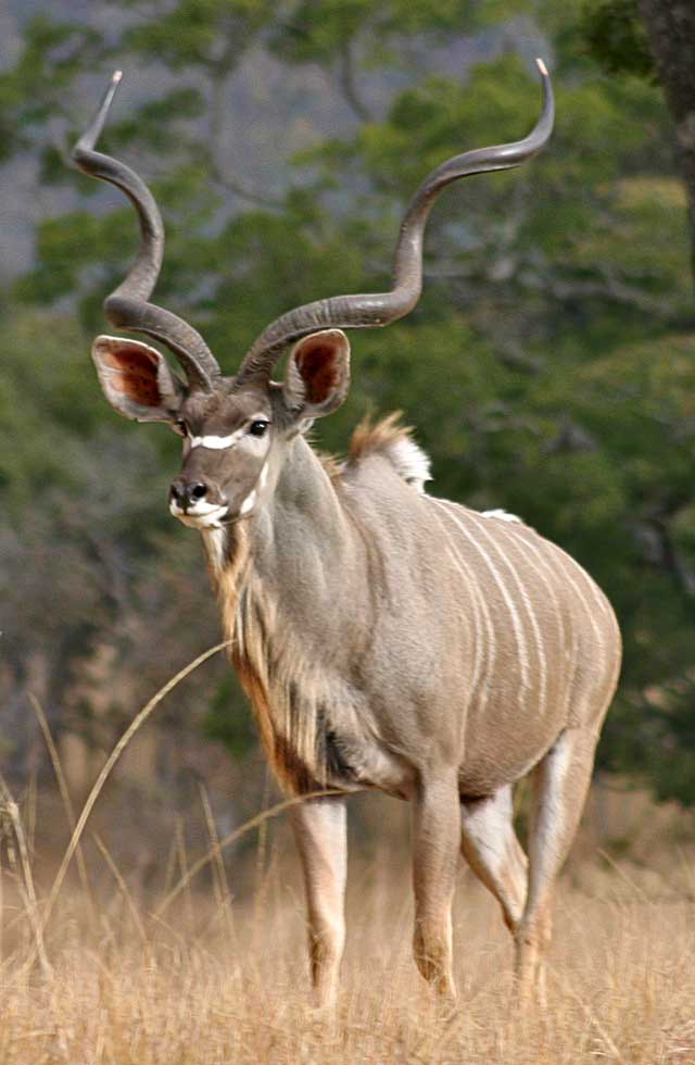 Wildmoz.com-Greater-Kudu-Amazing-Animals-of-the-Kruger-Park