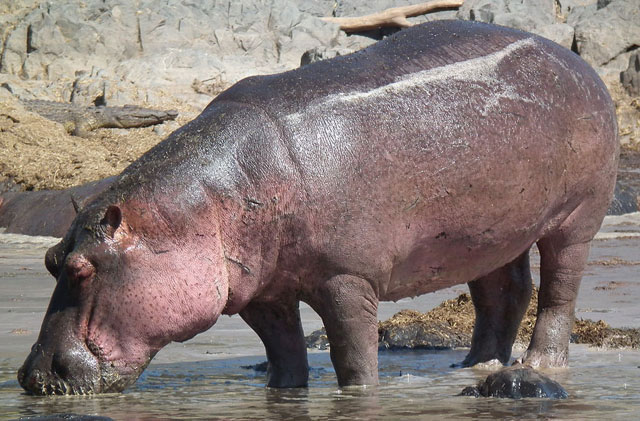 Wildmoz.com-Hippo-Animals-of-the-Kruger-Park