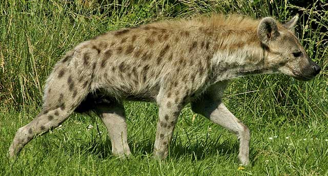 Wildmoz.com-Hyena-Animals-of-the-Kruger-Park