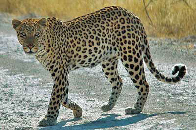 Wildmoz.com-Leopard-Animals-of-the-Kruger-Park