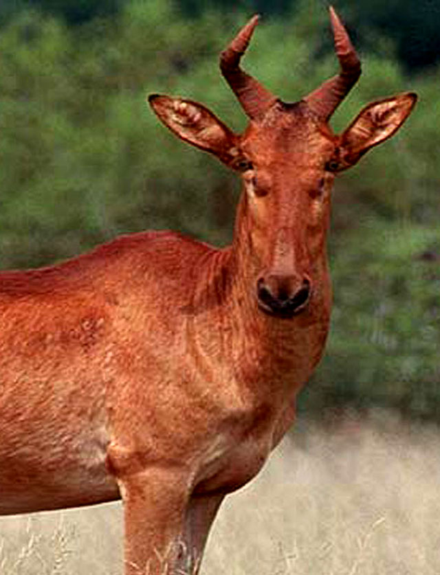 Wildmoz.com-Lichtenstein's-Hartebeest-Amazing-Animals-of-the-Kruger-Park