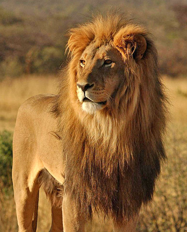 wildmoz.com-Lion-Main-Image-Animals-of-the-Kruger-Park