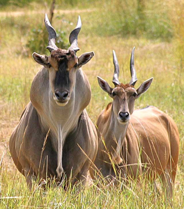 Wildmoz.com-Incredible-Animals-of-the-Kruger-Park