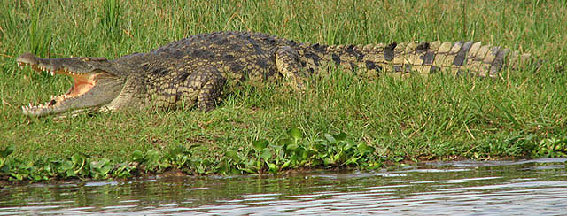 Wildmoz.com-Nile-Crocodile-Animals-of-the-Kruger-Park
