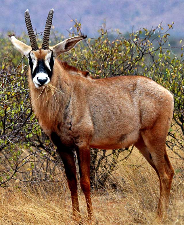 Wildmoz.com-Roan-Amazing-Animals-of-the-Kruger-Park
