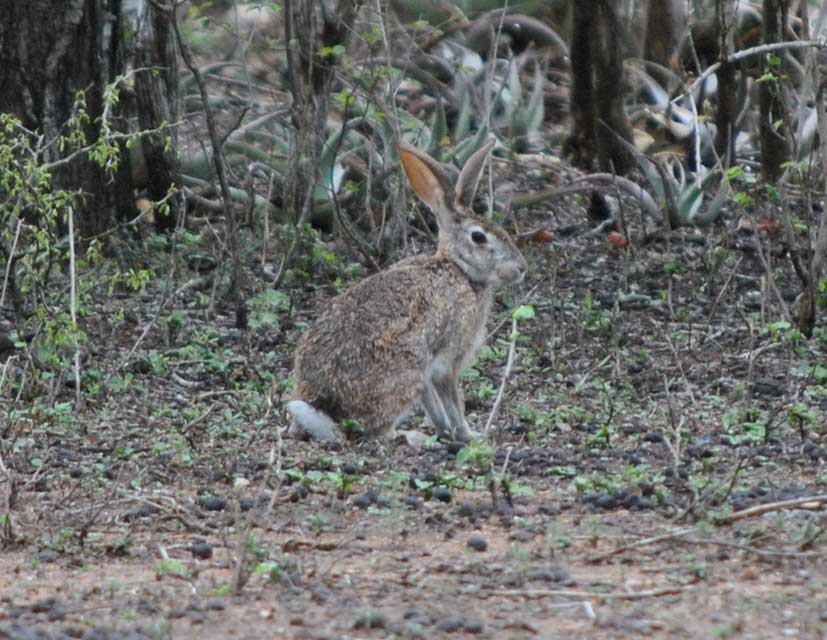 wildmoz.com-ordinary-wildlife-scrub-hare