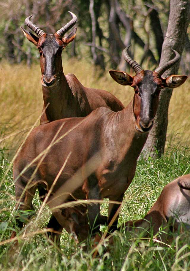 Wildmoz.com-Tsessebe-Amazing-Animals-of-the-Kruger-Park
