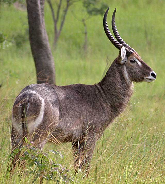 Wildmoz.com-Waterbuck-Amazing-Animals-of-the-Kruger-Park