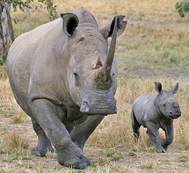 Wildmoz.com-White-Rhino-Animals-of-the-Kruger-Park