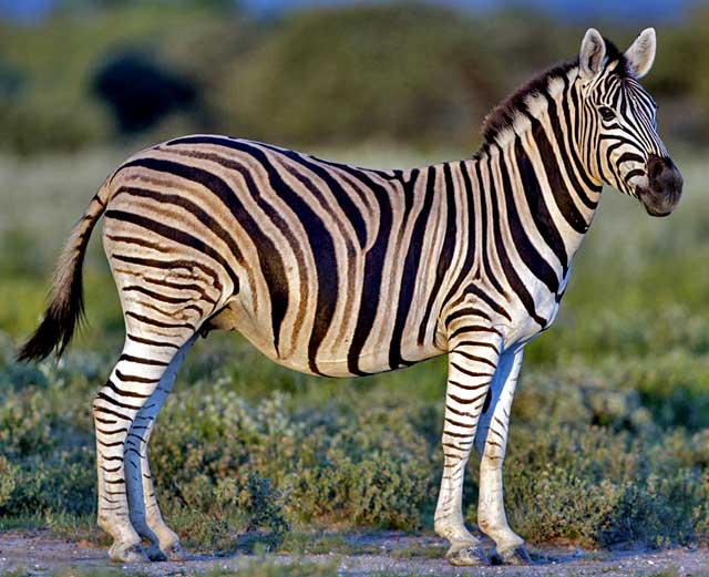 Wildmoz.com-Zebra-Amazing-Animals-of-the-Kruger
