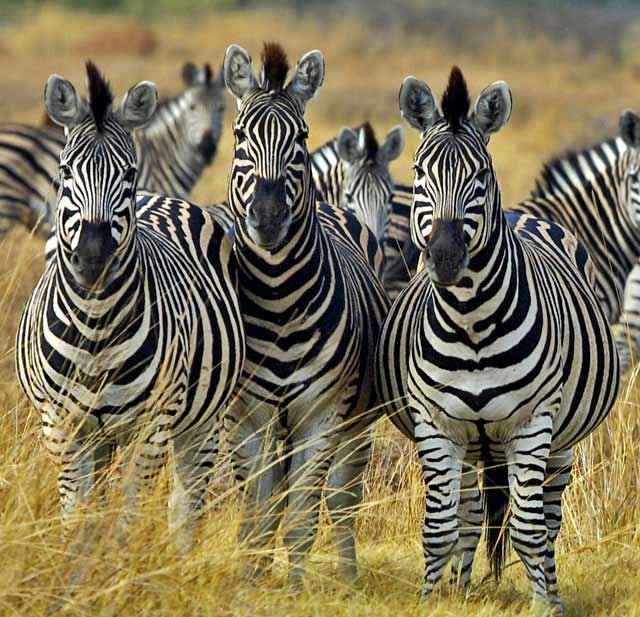 Wildmoz.com Zebra-Group-Amazing-Animals-of-the-Kruger-Park