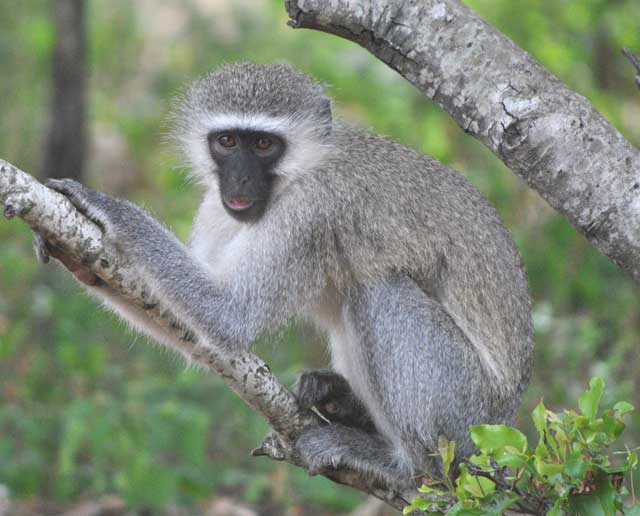 Wildmoz.com-Vervet-monkey-stealing-bananas