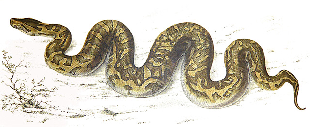 African-Rock-Python-Depiction-1840-Wildmoz.com