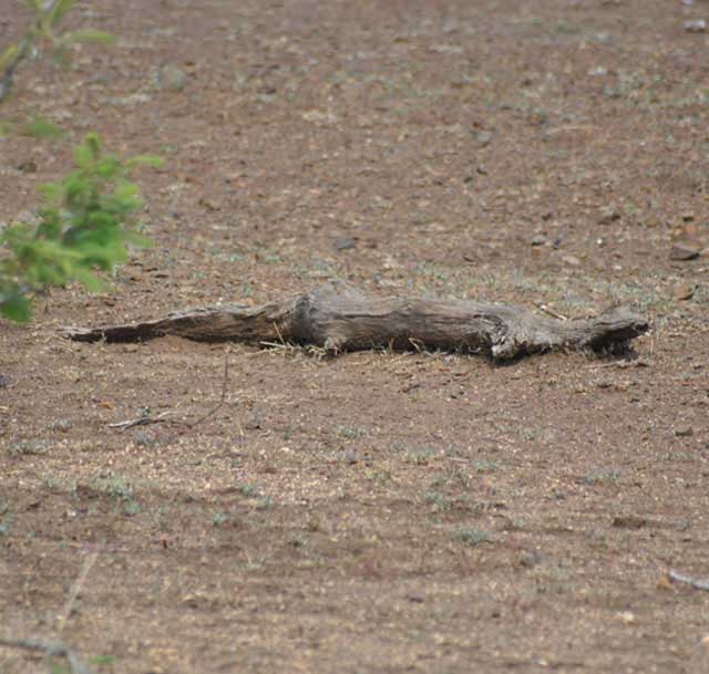 Wildmoz.com-Croc-Log-in-Kruger-Drought