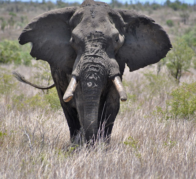 Kruger-Day-Trip-Bull-Elephant-Wildmoz.com