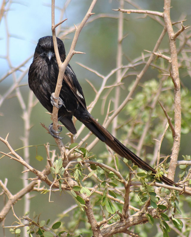 Kruger-Day-Trip-Magpie-Shrike-Wildmoz.com