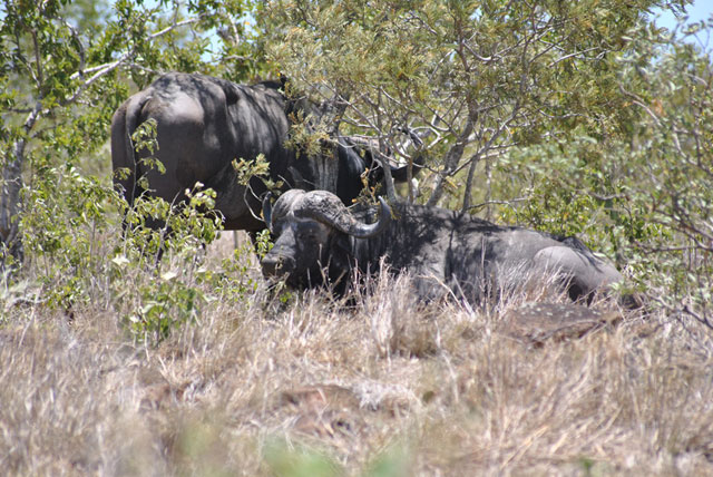Kruger-Day-Trip-Two-Cape-Buffalo-Wildmoz.com