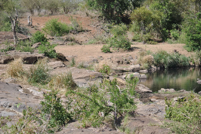 Kruger-day-trip-natures-waterhole-Wildmoz.com