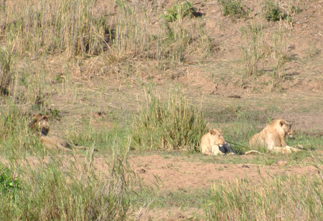 Wildmoz.com-Lions-on-a-Sabi-River-Island-Kruger-Drought