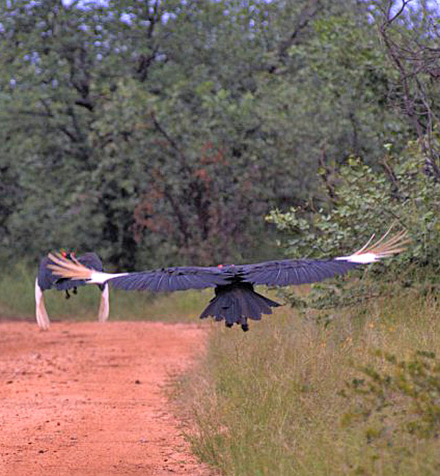 Southern-Ground-Hornbills-Flying-Wildmoz.com