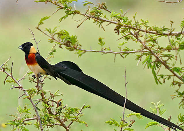Gambella-Long-tailed-Paradise-Whydah-Wildmoz.com