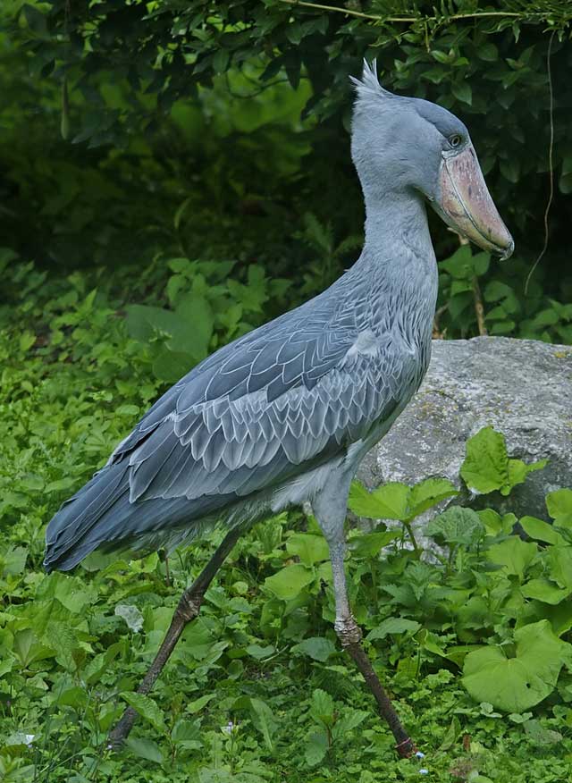 Gambella-Shoe-billed-Stork-Wildmoz.com