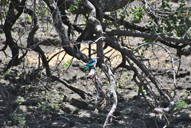 Kruger-Tragedy-kingfisher-dry-pond-Wildmoz.com