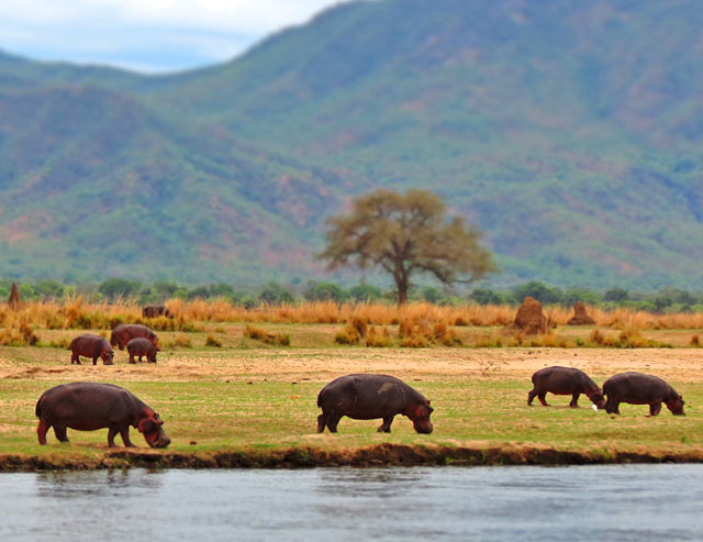 Tanned-Hippos-Grazing-How-Hippo-Lost-His-Hair-Wildmoz.com
