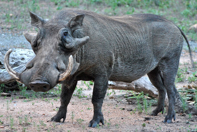 wild-warthog-chip-with-broken-tusk-wildmoz.com