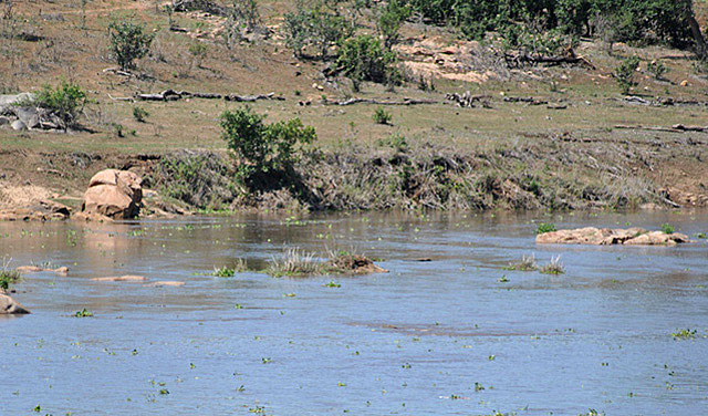 Elephant-river-crossing-no-more-now-drinking-water-Wildmoz.com