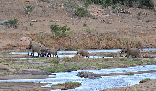 Go-Rain-Elephant-River-Crossing-Wildmoz.com