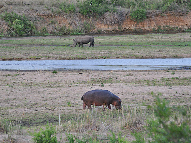 Go-Rain-Rhino-and-Hippo-River-Grazing-Wildmoz.com