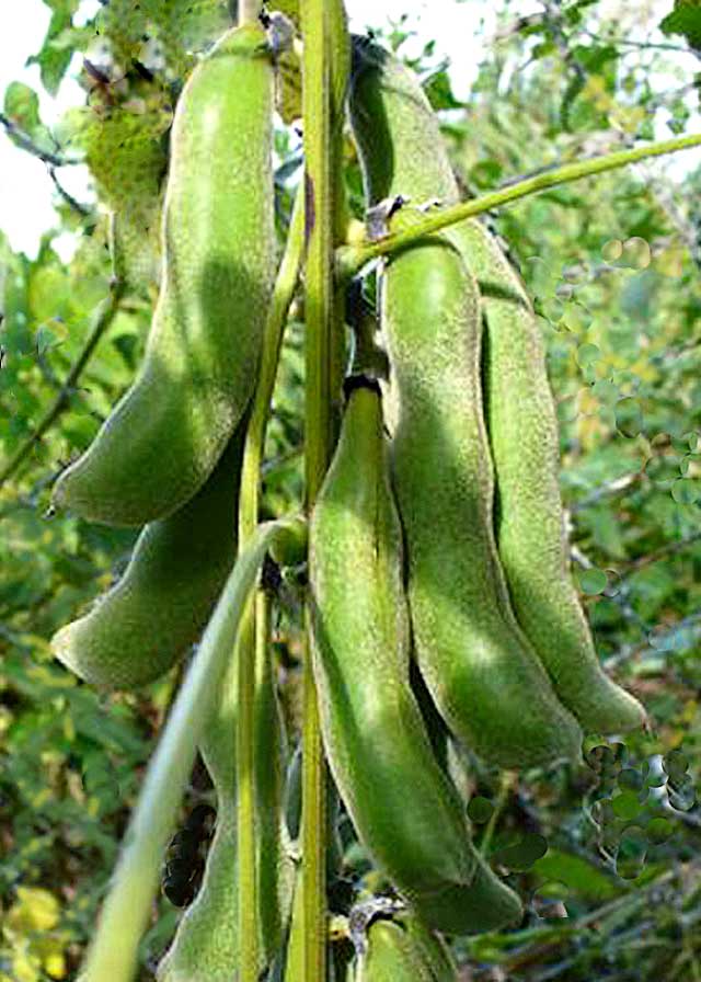 Green-Velvet-Bean-Pods-Mucuna-Pruriens-Wildmoz.com