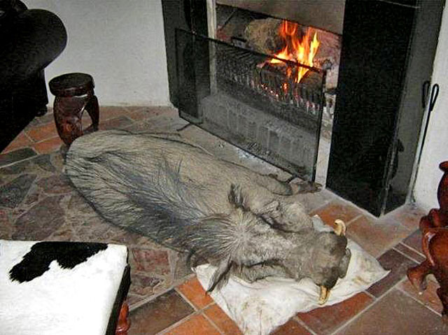 wild-warthog-sleeping-by-fire-wildmoz.com