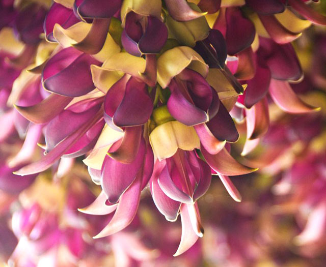 Velvet-Bean-Flowers-Mucuna-Pruriens-Wildmoz.com
