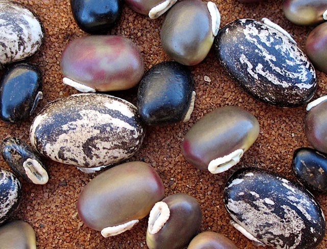 Velvet-Bean-Seeds-Mucuna-Pruriens-Wildmoz.com