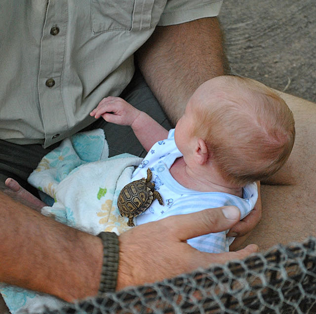 Baby-Leopard-Tortoise-With-Baby-Wildmoz.com