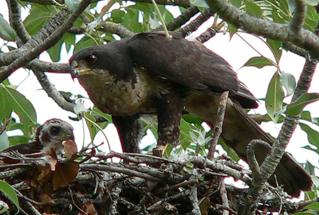 Black-Sparrowhawk-Wildmoz.com