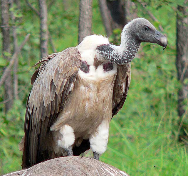 Cape-Vulture-Wildmoz.com