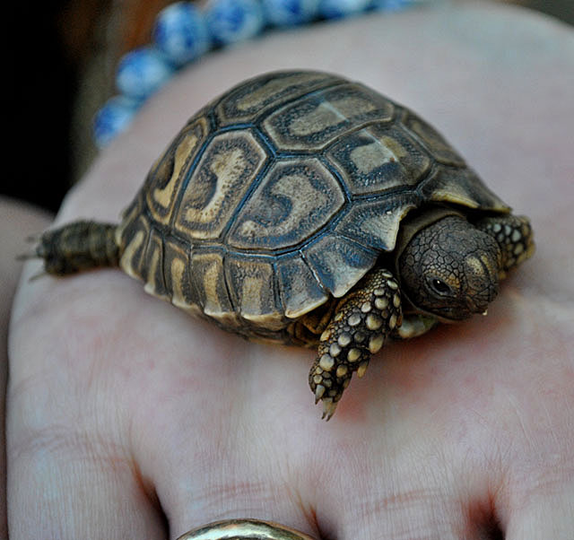Leopard-Tortoise-Baby-Wildmoz.com