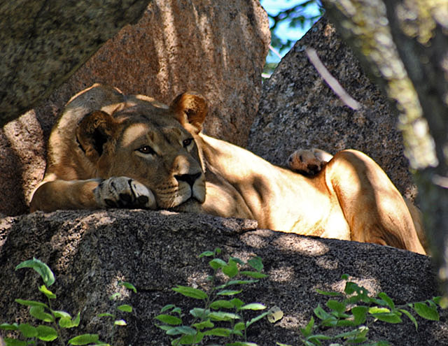 Lioness-on Rocks-Lion-Cheetah-Park-Wildmoz.com