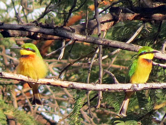 Little-Bee-eater-Wildmoz.com