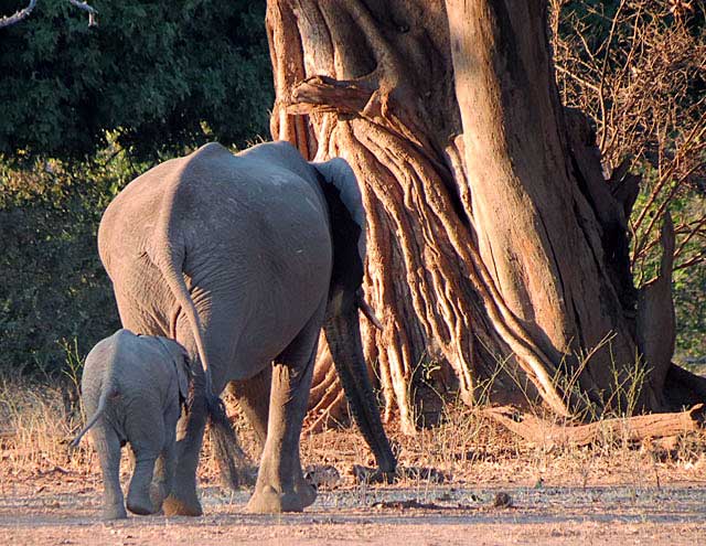 Mfuwe-elephants-mother-and-baby-Wildmoz.com