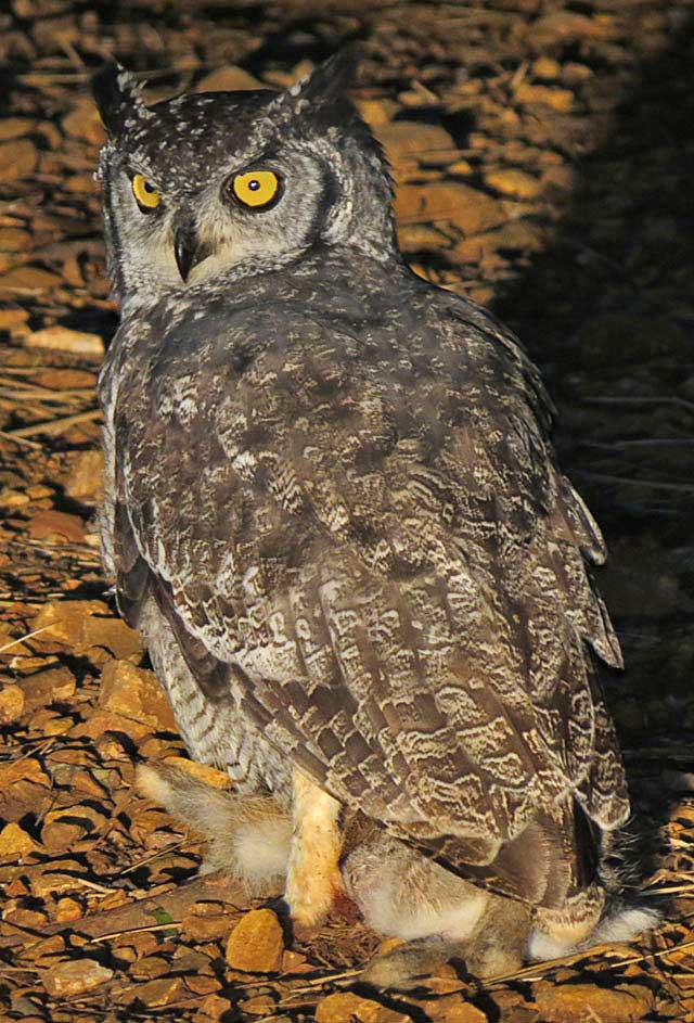 Spotted-Eagle-Owl-Wildmoz.com