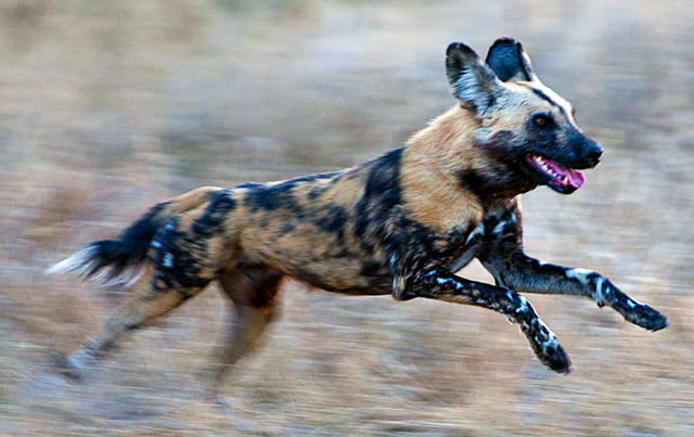 Three-Legged-African-Wild-Dog-Story-Wildmoz.com