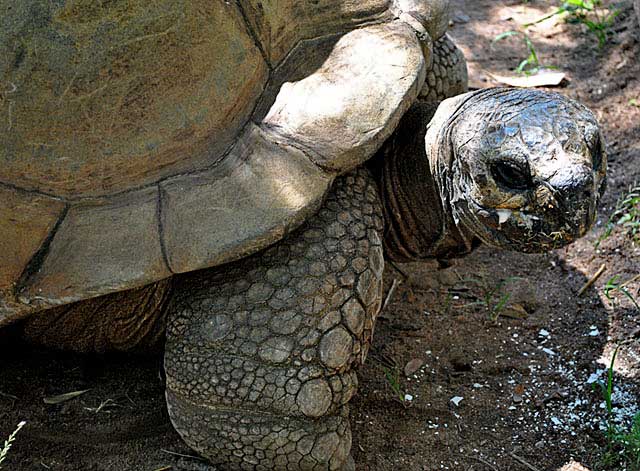 Tommy-Galapagos-Tortoise-Harare-Wildmoz.com
