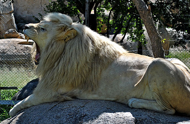 White-Lion-Lion-and-Cheetah-Park-Wildmoz.com