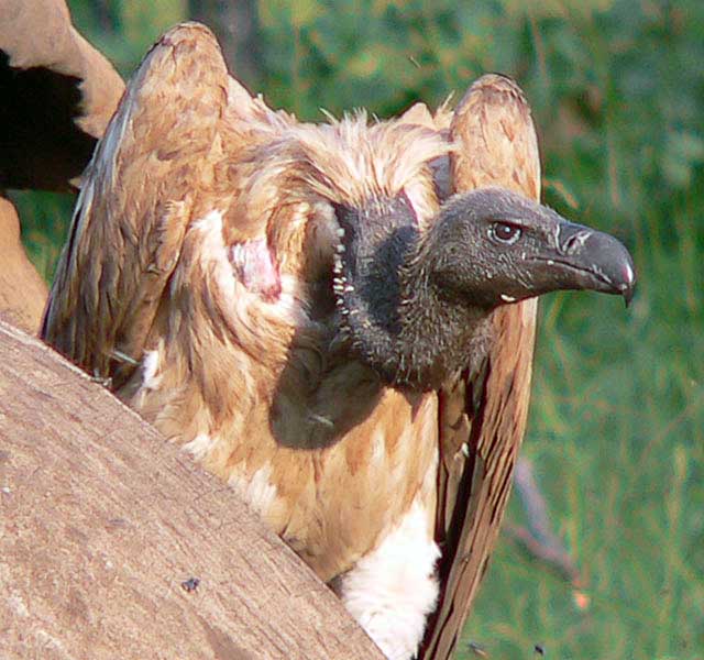 White-backed-Vulture-Wildmoz.com