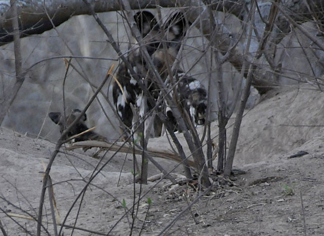 African-wild-dog-pups-den-at-dusk-Wildmoz.com