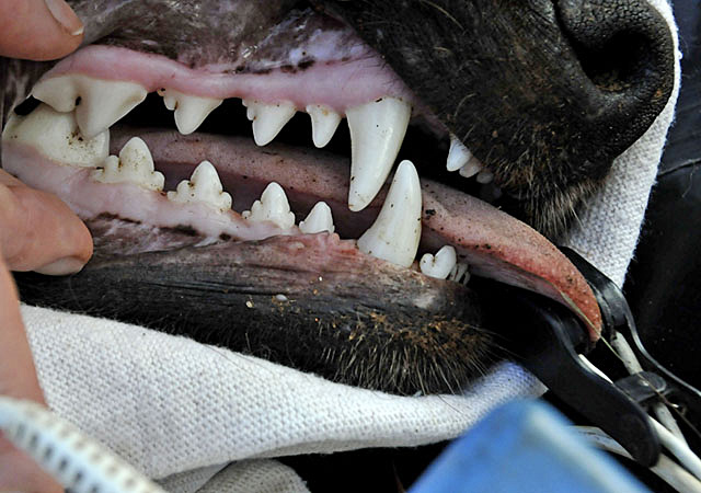 African-Wild-dog-teeth-and-gums-Wildmoz.com